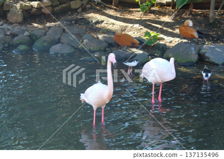 水邊的鳥類真涼爽 水邊的鳥類真涼爽 137135496
