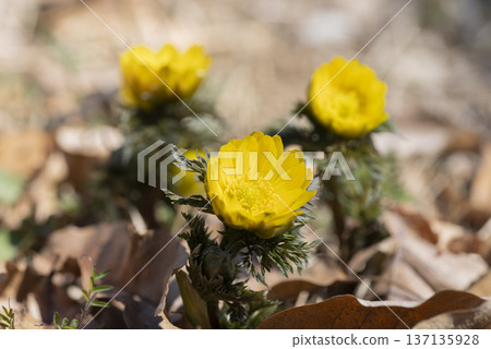 Fukujou之花 Fukujou之花 137135928
