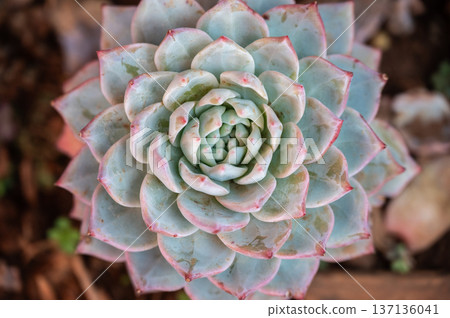 Close up of an Echeveria succulent plant growing in a pot. Echeveria is a large genus of over 150 species of succulent plants in the stonecrop family (Crassulaceae). 137136041