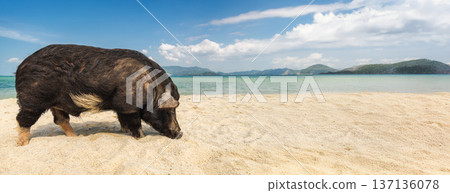 Wild pig foraging on wide sandy beach in Koh Samui, Thailand, turquoise sea and distant green hills under bright tropical sky with open copy space 137136078