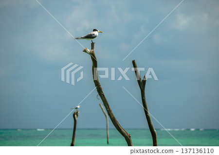 Great crested tern perched on wooden shrimp trap pole above turquoise sea on Koh Samui with tropical sky Great crested tern perched on wooden shrimp trap pole above turquoise sea on Koh Samui with tropical sky 137136110