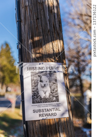 Missing puppy reward poster on wooden utility pole along suburban street in USA Missing puppy reward poster on wooden utility pole along suburban street in USA 137136122