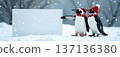 Two Christmas penguins with blank sign in snowy winter 137136380