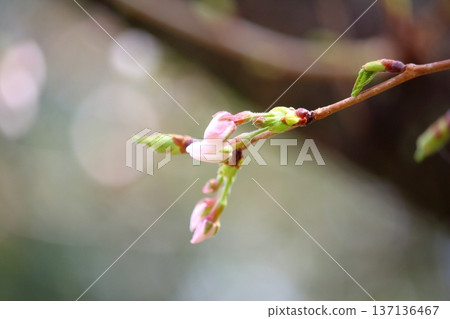 明亮閃耀的花蕾 明亮閃耀的花蕾 137136467