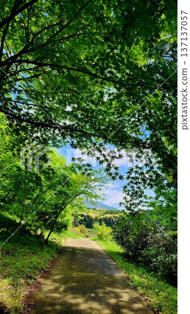 綠道 綠道 137137057