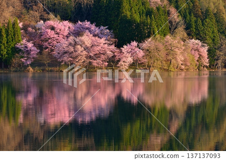 Omachi cherry tree of Nakanishi 137137093