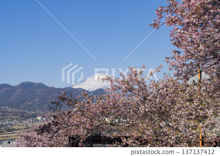 河津櫻花和富士山 河津櫻花和富士山 137137412