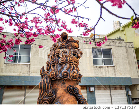 Shisa and double cherry blossoms Shisa and double cherry blossoms 137137537