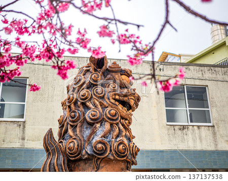 紫柳和重瓣櫻花 137137538