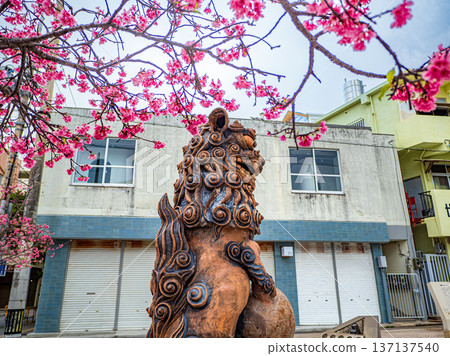 紫柳和重瓣櫻花 紫柳和重瓣櫻花 137137540