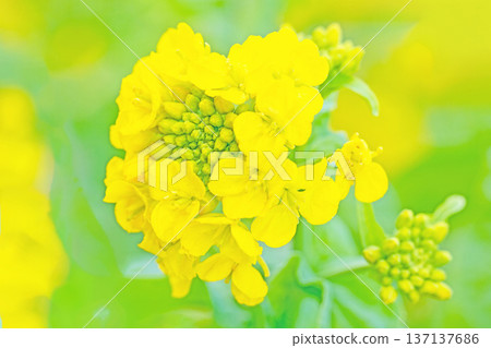 Flowers around the house, various in all seasons. Sparkling yellow rape blossoms are in full bloom in the flower garden in the park in early spring. Flowers around the house, various in all seasons. Sparkling yellow rape blossoms are in full bloom in the flower garden in the park in early spring. 137137686