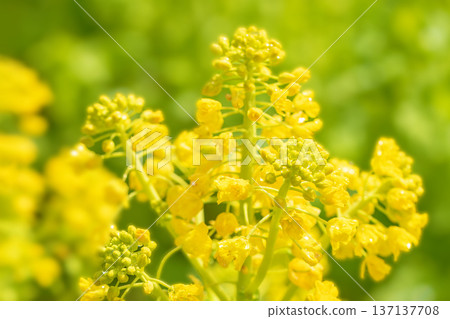 房子周圍鮮花盛開,四季各異。早春時節,公園花園裡金燦燦的油菜花競相綻放。 房子周圍鮮花盛開,四季各異。早春時節,公園花園裡金燦燦的油菜花競相綻放。 137137708
