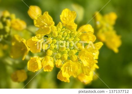 Flowers around the house, various in all seasons. Sparkling yellow rape blossoms are in full bloom in the flower garden in the park in early spring. Flowers around the house, various in all seasons. Sparkling yellow rape blossoms are in full bloom in the flower garden in the park in early spring. 137137712