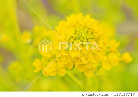 Flowers around the house, various in all seasons. Sparkling yellow rape blossoms are in full bloom in the flower garden in the park in early spring. Flowers around the house, various in all seasons. Sparkling yellow rape blossoms are in full bloom in the flower garden in the park in early spring. 137137717
