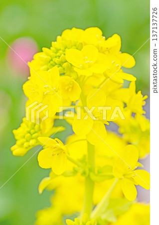 Flowers around the house, various in all seasons. Sparkling yellow rape blossoms are in full bloom in the flower garden in the park in early spring. Flowers around the house, various in all seasons. Sparkling yellow rape blossoms are in full bloom in the flower garden in the park in early spring. 137137726