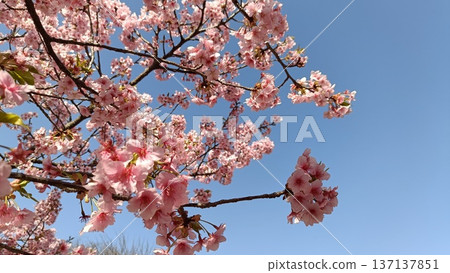A garden with Kawazu cherry blossoms in full bloom and blue skies. Cherry blossoms blooming, the southern wind blowing, and the cold weather are still here. A garden with Kawazu cherry blossoms in full bloom and blue skies. Cherry blossoms blooming, the southern wind blowing, and the cold weather are still here. 137137851