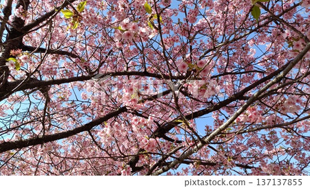 A garden with Kawazu cherry blossoms in full bloom and blue skies. Cherry blossoms blooming, the southern wind blowing, and the cold weather are still here. A garden with Kawazu cherry blossoms in full bloom and blue skies. Cherry blossoms blooming, the southern wind blowing, and the cold weather are still here. 137137855