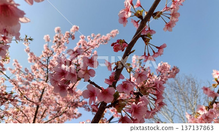 A garden with Kawazu cherry blossoms in full bloom and blue skies. Cherry blossoms blooming, the southern wind blowing, and the cold weather are still here. A garden with Kawazu cherry blossoms in full bloom and blue skies. Cherry blossoms blooming, the southern wind blowing, and the cold weather are still here. 137137863