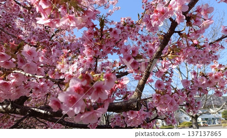 A garden with Kawazu cherry blossoms in full bloom and blue skies. Cherry blossoms blooming, the southern wind blowing, and the cold weather are still here. A garden with Kawazu cherry blossoms in full bloom and blue skies. Cherry blossoms blooming, the southern wind blowing, and the cold weather are still here. 137137865