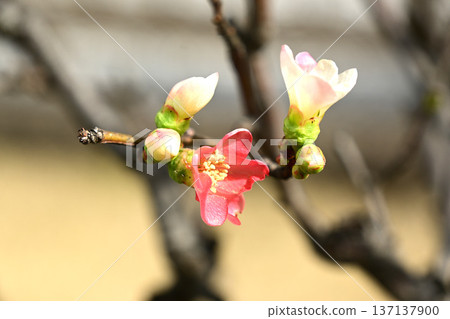 模糊的鮮花 137137900
