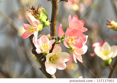 Blurred flowers Blurred flowers 137137901