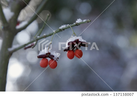 冬天裡,衛矛的紅色漿果被雪覆蓋。 冬天裡,衛矛的紅色漿果被雪覆蓋。 137138007
