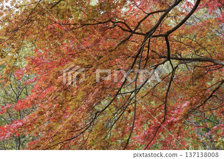 日本楓樹(Acer palmatum)的秋葉,秋季自然背景 日本楓樹(Acer palmatum)的秋葉,秋季自然背景 137138008