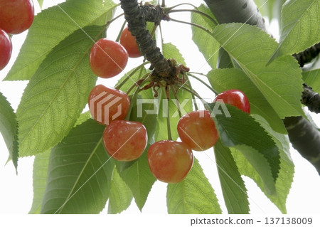 Cherry (Prunus avium) fruits on the branch Early summer nature 137138009