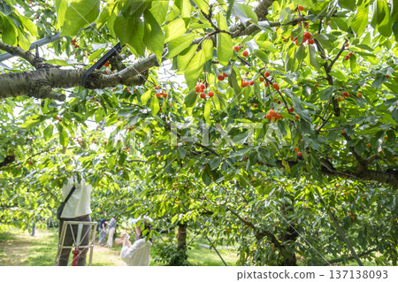 Enjoy cherry picking in Yamagata Prefecture Enjoy cherry picking in Yamagata Prefecture 137138093
