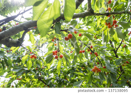 在山形縣享受採摘櫻桃的樂趣 在山形縣享受採摘櫻桃的樂趣 137138095