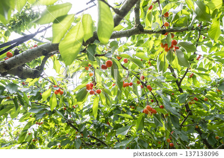 在山形縣享受採摘櫻桃的樂趣 在山形縣享受採摘櫻桃的樂趣 137138096