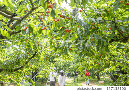 Enjoy cherry picking in Yamagata Prefecture 137138100