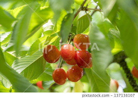 在山形縣享受採摘櫻桃的樂趣 在山形縣享受採摘櫻桃的樂趣 137138107