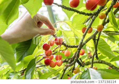 Enjoy cherry picking in Yamagata Prefecture Enjoy cherry picking in Yamagata Prefecture 137138114