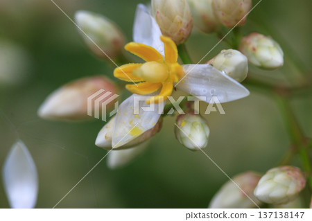 初夏森林中盛開的南天竹花 初夏森林中盛開的南天竹花 137138147