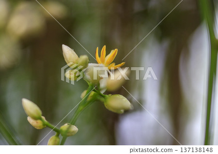 初夏森林中盛開的南天竹花 初夏森林中盛開的南天竹花 137138148