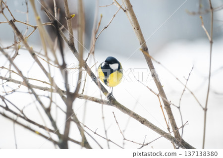 A little tit sits on a tree branch and looks into the frame, against a background of snow A little tit sits on a tree branch and looks into the frame, against a background of snow 137138380
