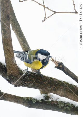 A little tit sits on a tree branch and looks into the frame, against a background of snow 137138389