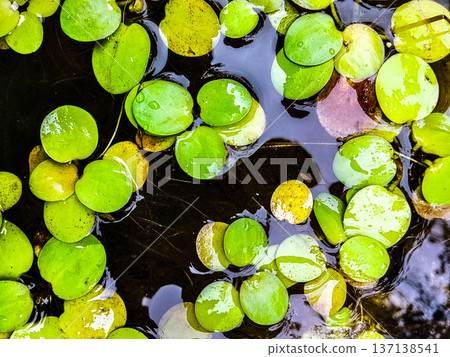 Amazon Frogbit plant floating on the surface of the pond Amazon Frogbit plant floating on the surface of the pond 137138541