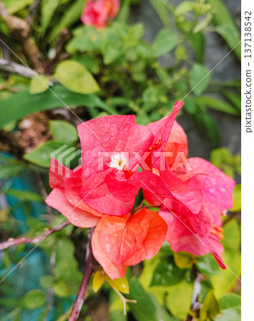 Paper Flowers Bougainvillea flower in garden. Selective focus Paper Flowers Bougainvillea flower in garden. Selective focus 137138542