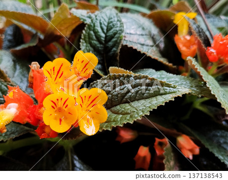 Close up of Sunset Bells flowers yellow and red in the garden Close up of Sunset Bells flowers yellow and red in the garden 137138543