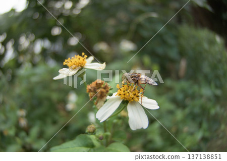 馬蠅正在吸食花朵的花蜜 1 馬蠅正在吸食花朵的花蜜 1 137138851