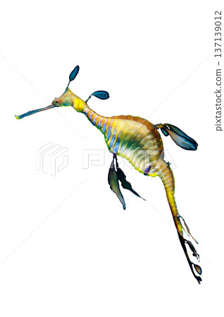 Weedy Sea Dragon on White Background 137139012