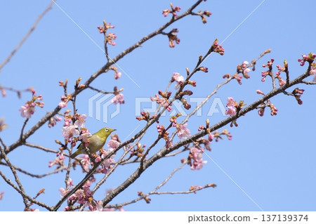 White-eye looking up at the sky Blue sky background Spring scenery White-eye looking up at the sky Blue sky background Spring scenery 137139374