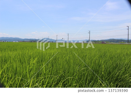 豐岡六峰稻田鸛稻種植 137139390