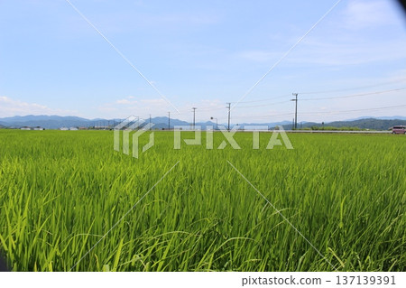 豐岡六峰稻田鸛稻種植 豐岡六峰稻田鸛稻種植 137139391