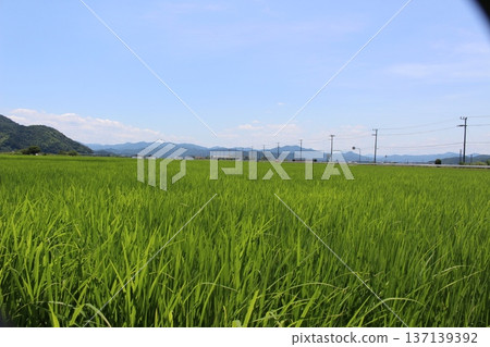 豐岡六峰稻田鸛稻種植 137139392