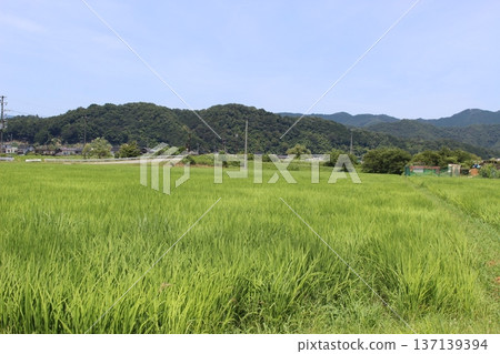 Toyooka Rokuho rice fields Stork rice rice cultivation Toyooka Rokuho rice fields Stork rice rice cultivation 137139394