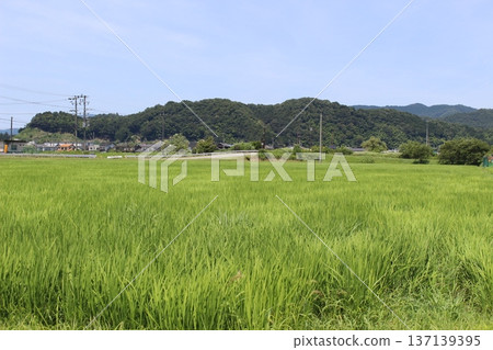 豐岡六峰稻田鸛稻種植 137139395