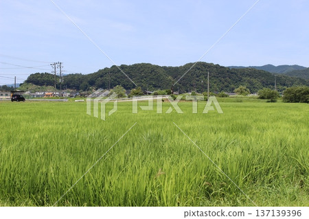 豐岡六峰稻田鸛稻種植 豐岡六峰稻田鸛稻種植 137139396